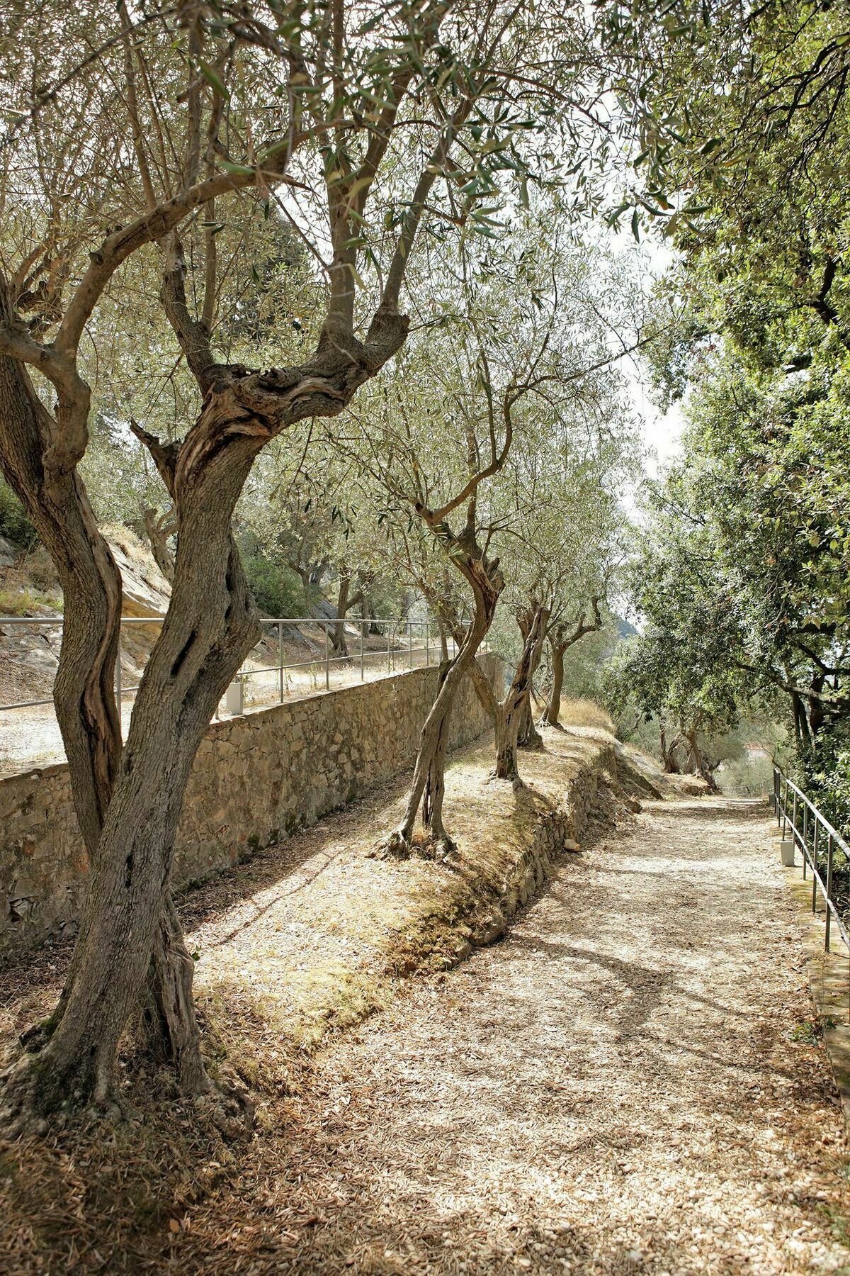 Bagni Di Pisa Palace & Thermal Spa - The Leading Hotels Of The World San Giuliano Terme Esterno foto Olive trees in Crete